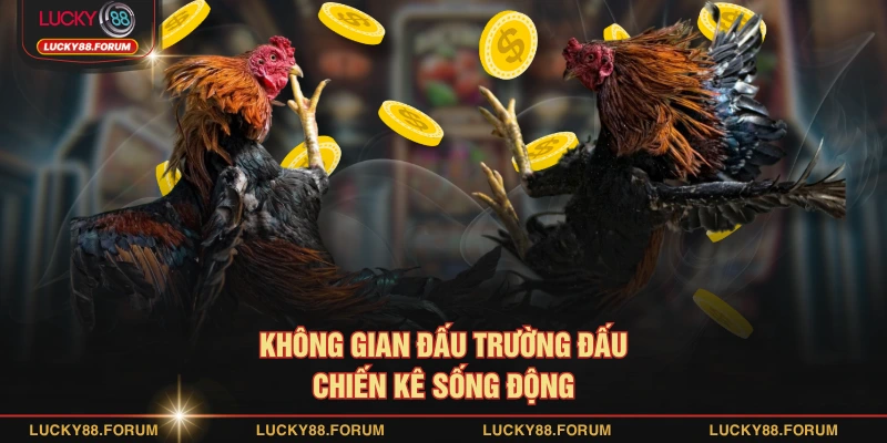 Không gian đấu trường đấu chiến kê sống động