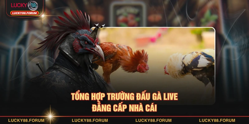 Tổng hợp trường đấu gà live đẳng cấp nhà cái